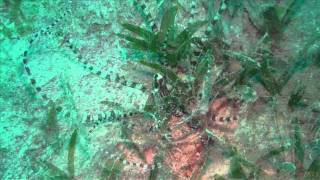 Mimic Octopus lat thaumoctopus mimicus [upl. by Donn]