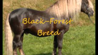 Rare Horse Breeds [upl. by Woodsum]