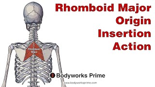 Rhomboid Major Anatomy Origin Insertion amp Action [upl. by Aneehs]