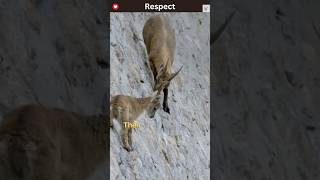 This Goat Defies Gravity And Climb Walls  The Incredible Ibex  Masters of the Mountain [upl. by Acissaj]