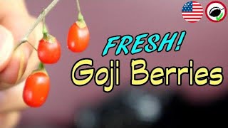 What Goji Berries Taste Like Fresh and Dry  Weird Fruit Explorer Ep 342 [upl. by Kcirtapnhoj]