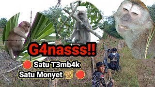 🔴Pest Control🔴 Mengurangi Hama monyet Ekor Panjang Di Perkebunan Kelapa Sawit [upl. by Ronym]