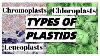 Types of PLASTIDS in plant cells and their functions [upl. by Yvehc]