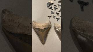 Shark tooth hunting highlights here from ancient Florida ocean foasil layers shark fossil rare [upl. by Enyamert342]