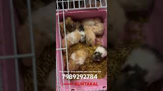 hamsters pets anatapur [upl. by Grunberg]