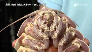 巨大深海生物ダイオウグソクムシ  Giant isopod which lives in the deep sea [upl. by Navinod32]