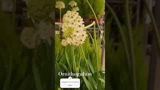 Ornithogalum🌸 shortsplantaflor shortsvideo shorts [upl. by Anaynek]