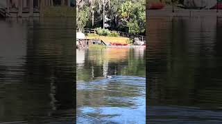 Otters playing on Rainbow River rainbowriver otters [upl. by Wiskind499]