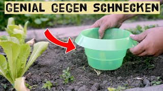 Schneckenkragen richtig verwenden  Tipps und Tricks zum Schutz von Gemüses im Garten vor Schnecken [upl. by Ainoet]