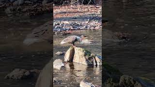 Eagle fishing at Ken Lockwood Reservation imaginedragons demons bikeadventure [upl. by Uaerraj]