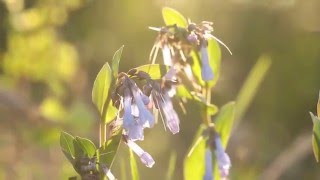 The Bluebells of Scotland  Bagpipes [upl. by Mairhpe]