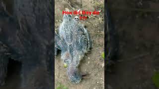 I found 2 baby birds dead [upl. by Richma267]