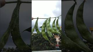 Simple harvesting time in my garden மழையில் சின்னதா ஒரு அறுவடைshorts [upl. by Secundas663]