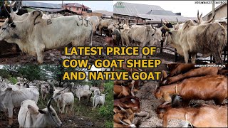 LATEST PRICE OF VARIOUS LIVESTOCK  ADUWAWA CATTLE MARKET COW RAM amp NATIVE GOAT COST OF PARTS OF COW [upl. by Buderus]