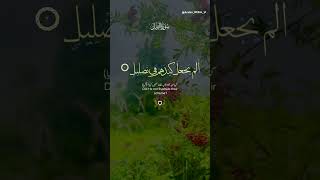 SuratulFeel quran quranrecitation shortvideo quranicvibes shortsfeed [upl. by Dajma]