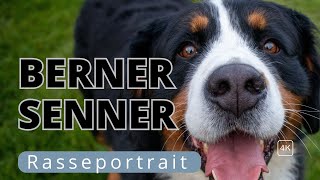 Berner Sennenhund – Rasseportrait Herkunft und Beschwerden [upl. by Oisorbma]