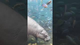 The Incredible Underwater World At Beauval Zoo 2024 healingMusic [upl. by Grane]