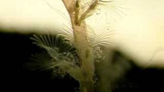 colonial freshwater Bryozoan [upl. by Aihpledalihp523]