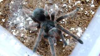 Grammostola anthracina [upl. by Eille]