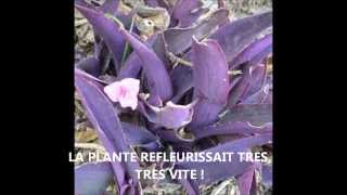 ASTUCE POUR FAIRE POUSSER LES PLANTES PLUS VITE [upl. by Liddie]