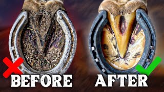 Horse Shoe Restoration and Hoof Cleaning Before and After [upl. by Moreen950]