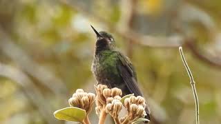 Viridian Metaltail river above Termas de Papallacta Ecuador [upl. by Fogg125]