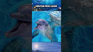 quotI Just Want To Be Part Of Your Symphonyquot Dolphin Meme Blows Up On TikTok [upl. by Cima]