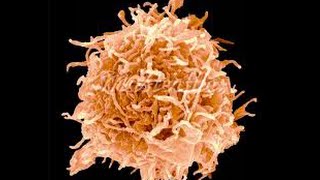 Différenciation des lymphocytes B [upl. by Erdda]