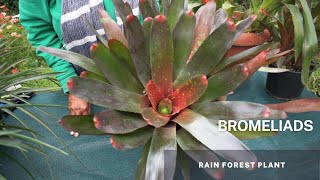 Bromeliads  Bromeliaceae Understanding Bromeliads Easy Tips and Caring for your Bromeliad Plant [upl. by Astrahan821]