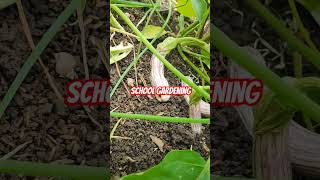 10Honesty Classroom Garden SchoolGardening ClassroomGardening reelsfb2024 contentcreator [upl. by Washington]