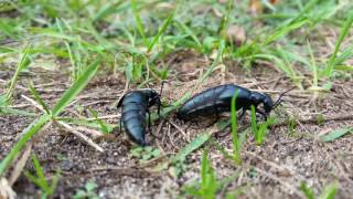 American Oil Beetle Meloe americanus [upl. by Ainollopa]