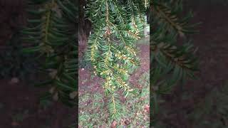 Common Yew  leaves amp male flowers  March 2019 [upl. by Tneicniv]