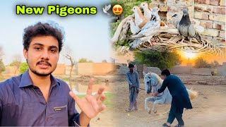 New Dery Par Pehly Bar Kabootar Ah Gaye 🕊️😍  New Pigeons  Horse Dance Training [upl. by Ayanaj682]