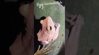 Rana macrodactyla frog animals [upl. by Bee]