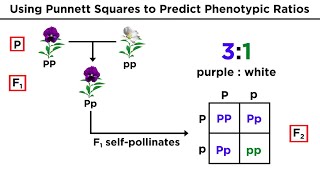 Mendelian Genetics and Punnett Squares [upl. by Rapp]