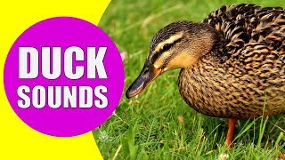 DUCK SOUNDS FOR KIDS  Quacking Sounds of Ducks Duck Sound Effects and Calls [upl. by Ylro644]