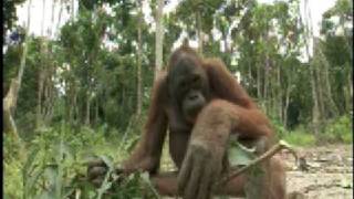 Orangutan Island  Filming Orangutans [upl. by Balliett]