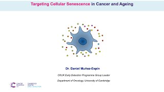 Targeting Cellular Senescence in Cancer and Ageing  Dr Daniel MuñozEspín [upl. by Ordisi]