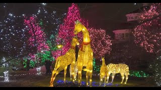 2022 PNC Festival of Lights Best Zoo Lights  Cincinnati Zoo [upl. by Ahsito981]