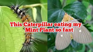 This Caterpillar eating my mint plant fast  Spilosoma obliqua Bihar hairy caterpillar babukuta [upl. by Hanway569]