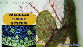 Vascular tissue system Anatomy of plants Radial conjoint and concentric typesClass 11Ncert [upl. by Colt]