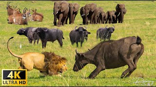 4K African Wildlife Waza National Park  Scenic Wildlife Film With Real Sounds [upl. by Nosle]