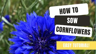 How To Grow Colourful Cornflowers From Seed [upl. by Llenhoj]