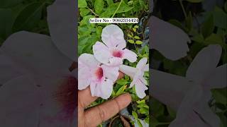 Tecoma flowering plant online sell  kolkata famous nursery horticultureking  nursery tour [upl. by Tremayne884]