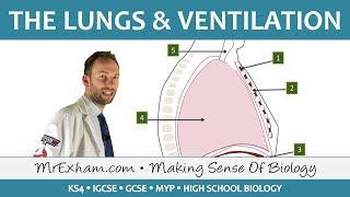 Lungs and Ventilation  GCSE Biology 91 [upl. by Drofhsa]