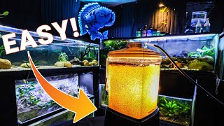 Hatching Baby Brine Shrimp is EASIER Than You Think [upl. by Rafaellle]