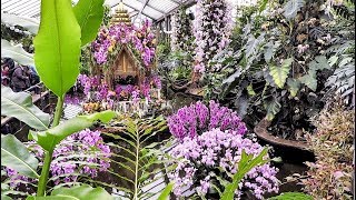 Orchids from Thailand in London Exhibition at the Kew Gardens [upl. by Lura343]