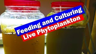 How to Culture Phytoplankton  feeding live food to your saltwater reef aquarium [upl. by Downe]