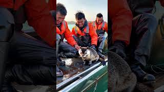 SEA CREATURE pays fishermen a visit🐟🌊 [upl. by Euqirne]