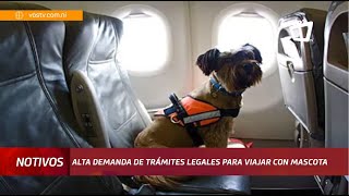 Trámites legales para viajar con tu mascota fuera de Nicaragua [upl. by Hairehcaz]